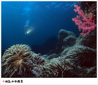 画像：桜島水中風景